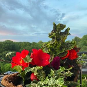 Meet your Posher, Courtney